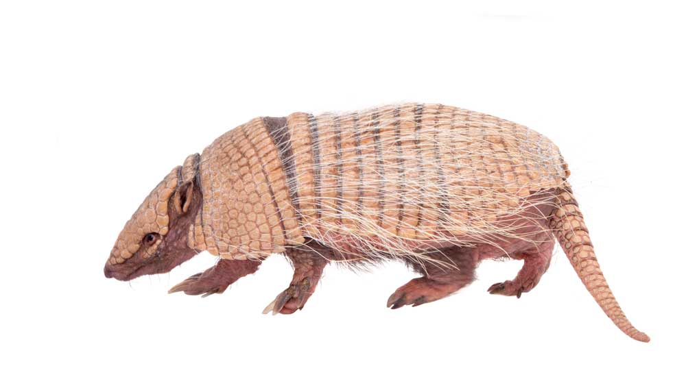 Armadillos have been used to test a vaccine for leprosy victims and are being studied to develop a preventative treatment.