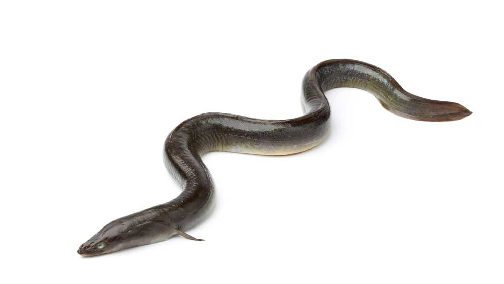 Electric eels are used in neurobiological studies, including the study of Multiple Sclerosis.