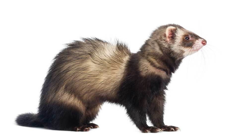 Ferrets are important in the study of the influenza virus and the development of new vaccines, cancer treatment models, and in toxicology testing.