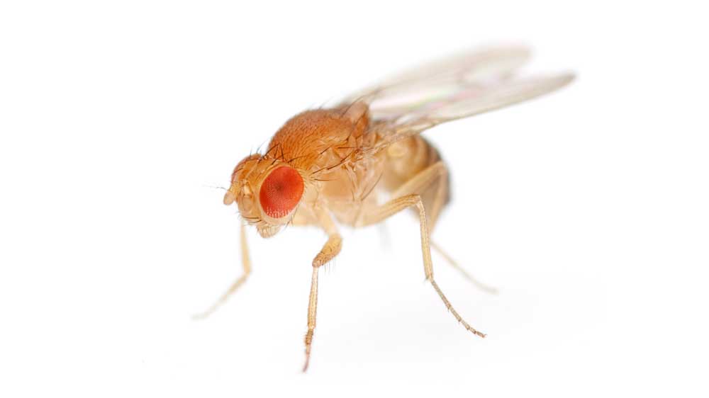 Fruit flies have a short, simple reproduction cycle. The cycle is normally about 8-14 days, depending on the environmental temperature. This means that several generations can be observed in a matter of months. The relationship between fruit fly and human genes is so close that often the sequences of newly discovered human genes, including disease genes, can be matched with equivalent genes in the fly. 75 percent of the genes that cause disease in humans are also found in the fruit fly.