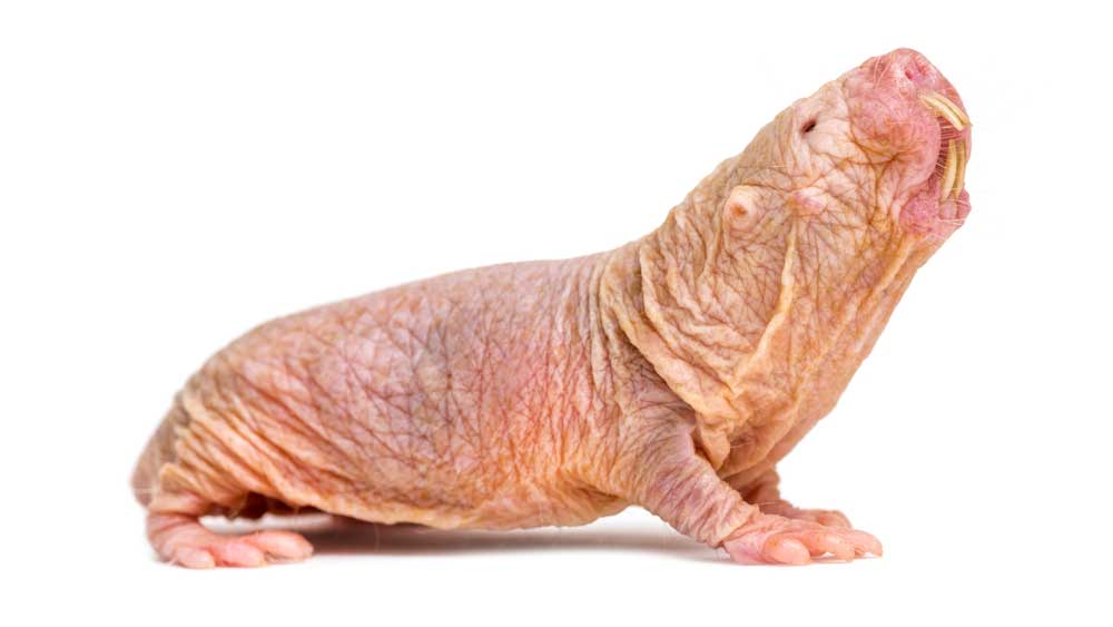 Naked mole-rats are of exceptional biomedical interest in that they are extremely long-lived for their body size and also are very resistant to pain, cancer, and heart disease. Understanding how these animals beat the odds and stay healthy for most of their very long-lives may provide useful information to help humans live longer and healthier lives.