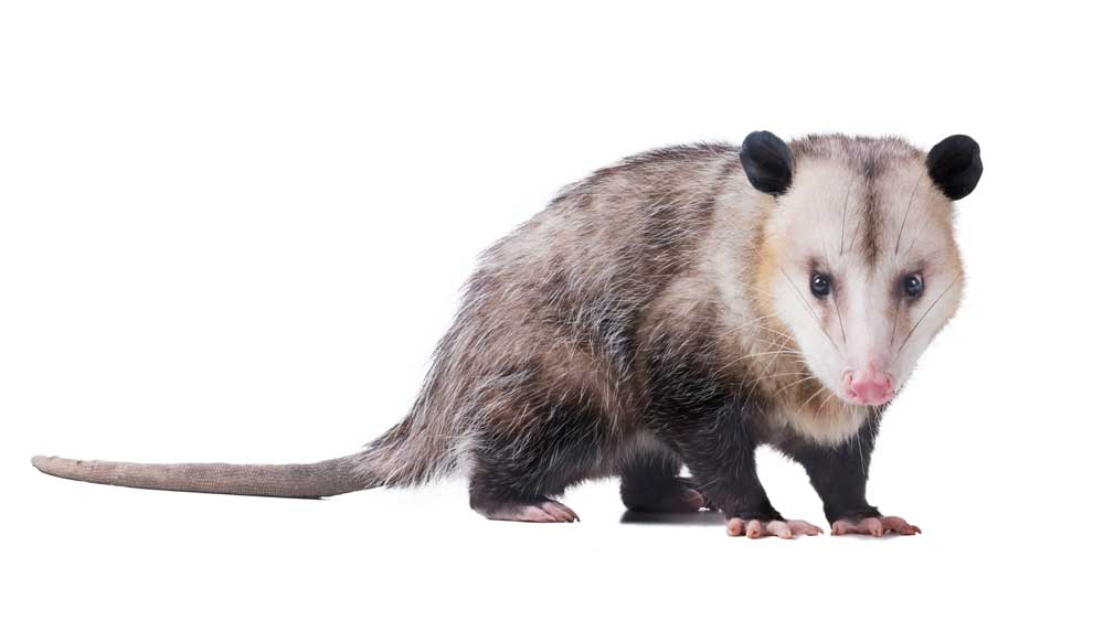 Opossums are used to study the esophagus and bacterial endocarditis.