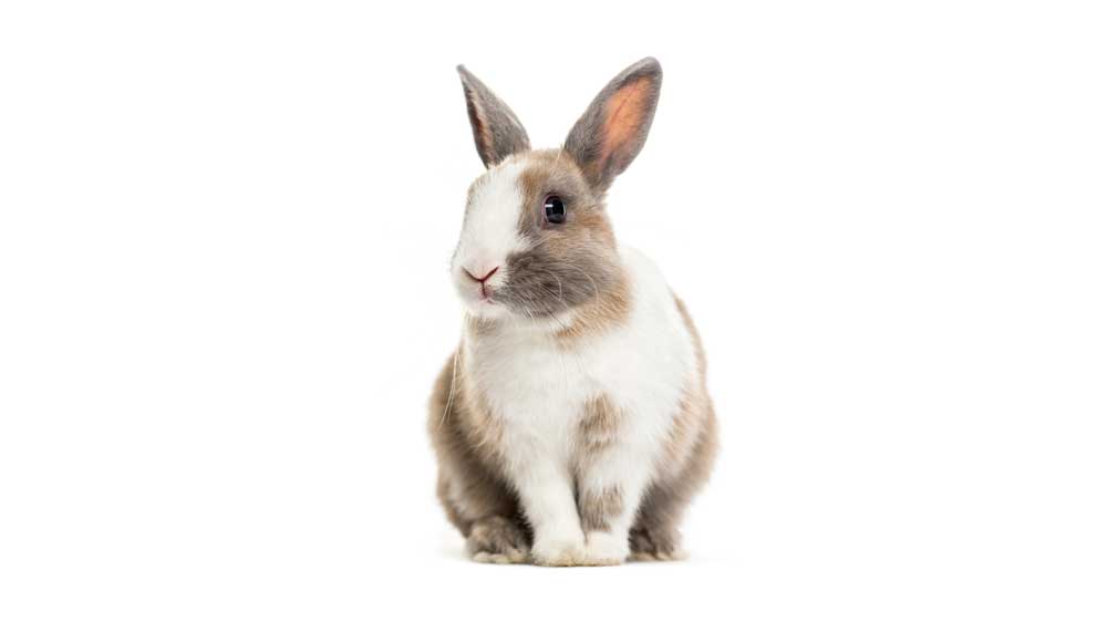 The production of tumors in rabbits makes them useful models to study chemotherapy and immunotherapy, as well as immunoprevention of certain cancers.