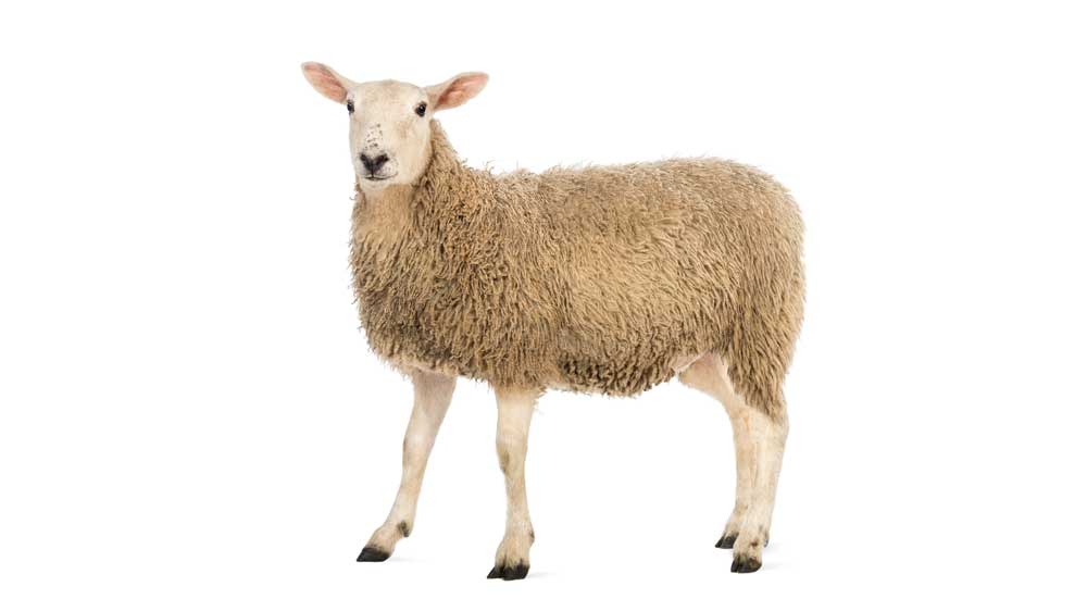 Sheep are currently used in studies on fetal development, neurological disorders, and cancellous bone healing. They are also common animal models in cardiac disease studies and heart valve replacements, since their heart structure, like pigs, closely mimic that of human hearts.