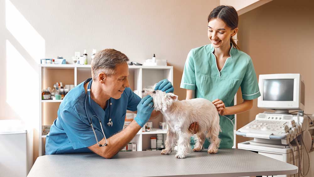Veterinarians with a dog