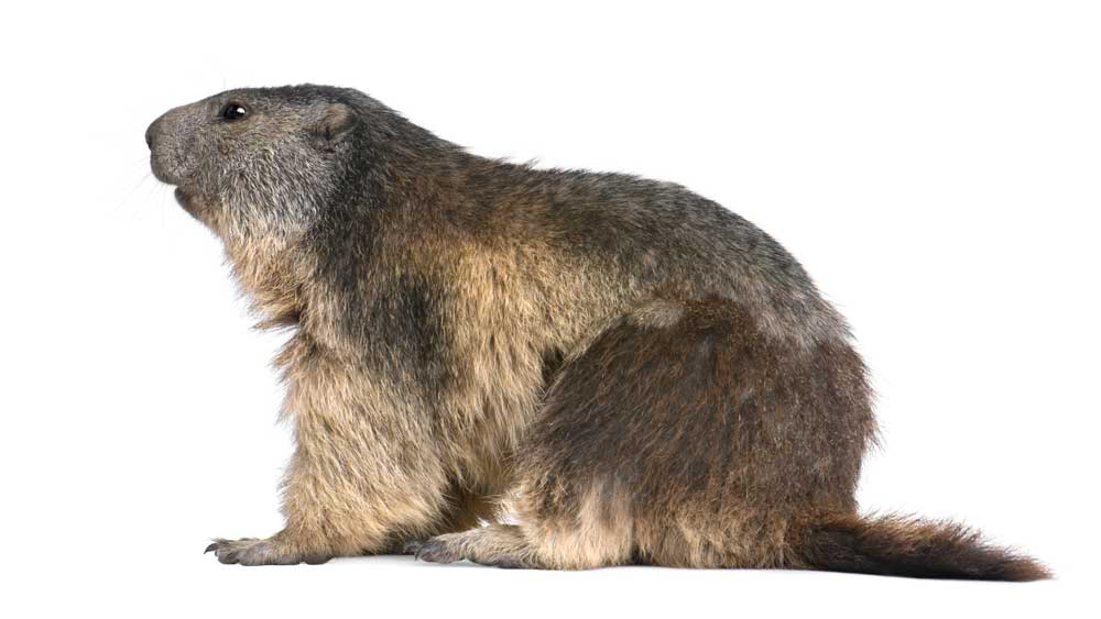 Woodchucks have been used to research human liver cancer and Hepatitis B.
